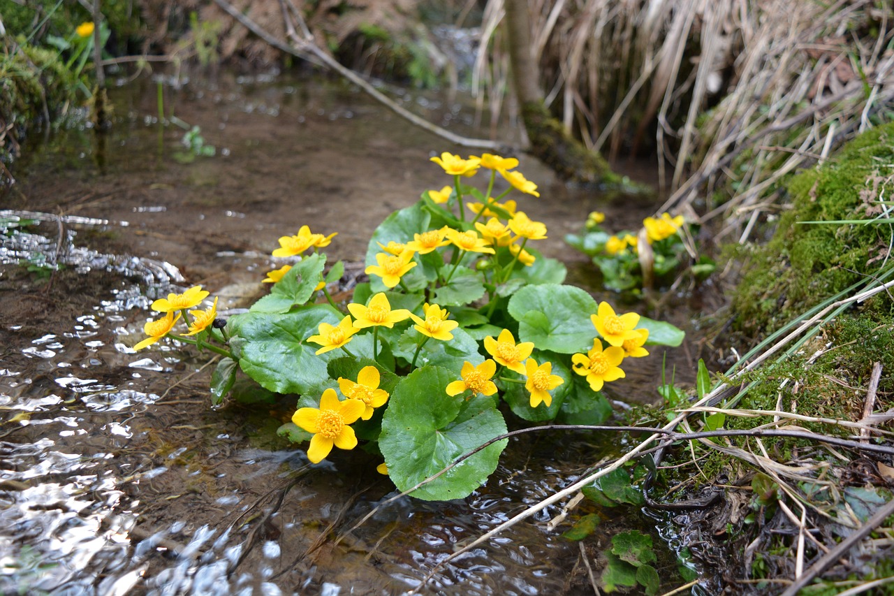 Inheemse beplanting voor de vochtige tuin